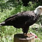 Weißkopfseeadler