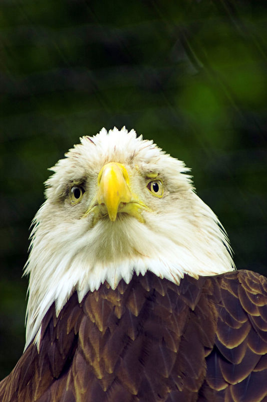 Weißkopfseeadler