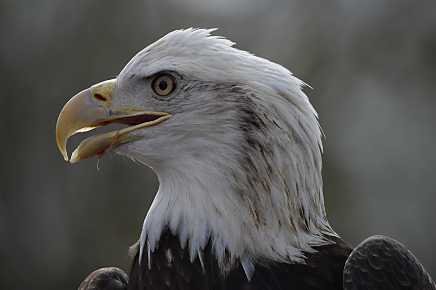 Weisskopfseeadler