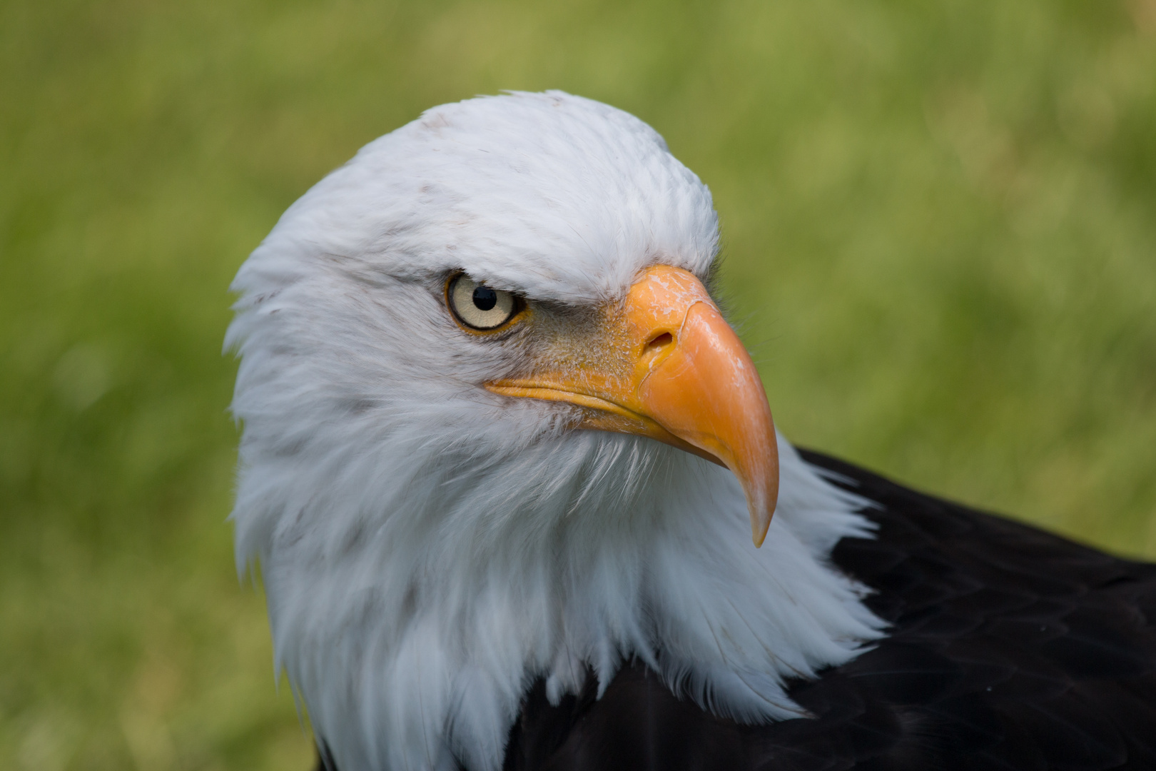 Weißkopfseeadler