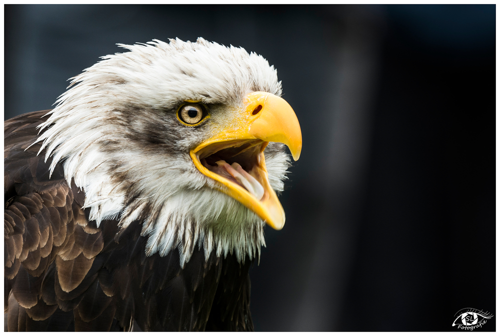 Weißkopfseeadler