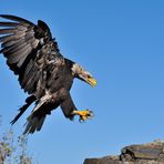 Weisskopfseeadler