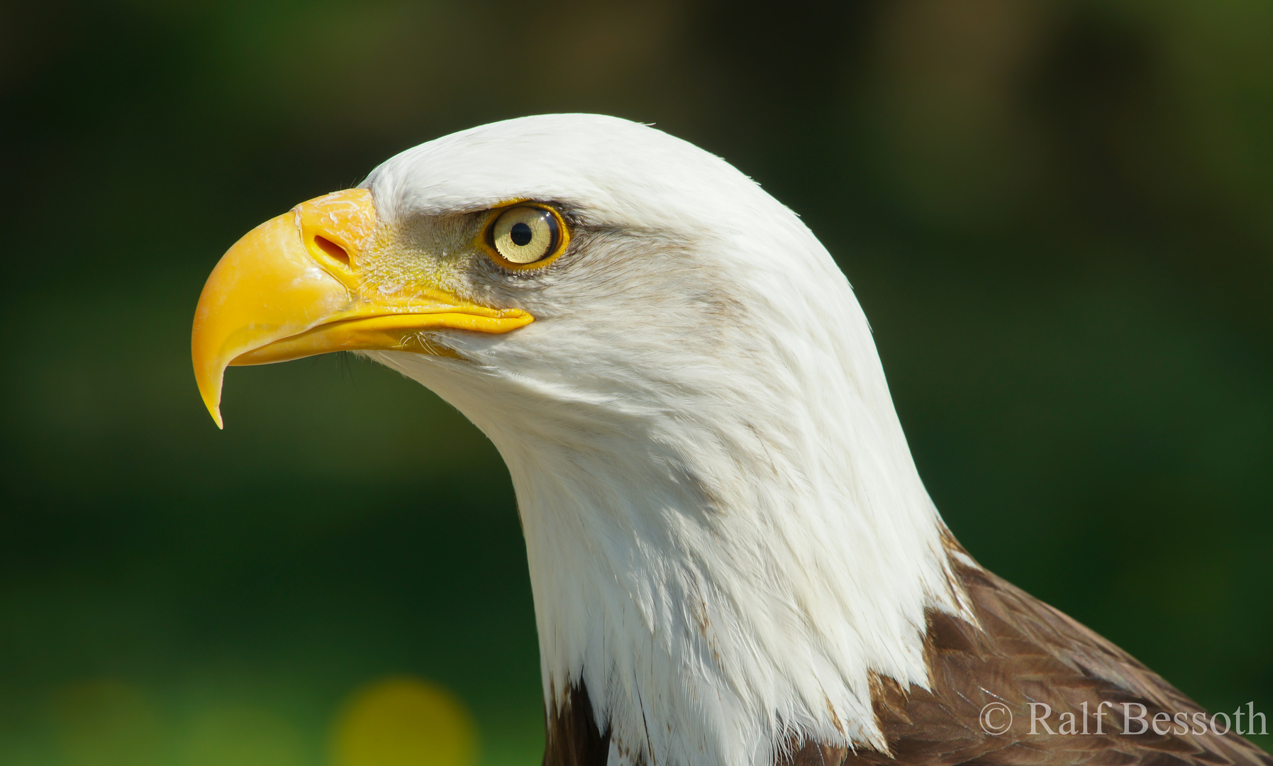 Weißkopfseeadler