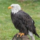 Weißkopfseeadler