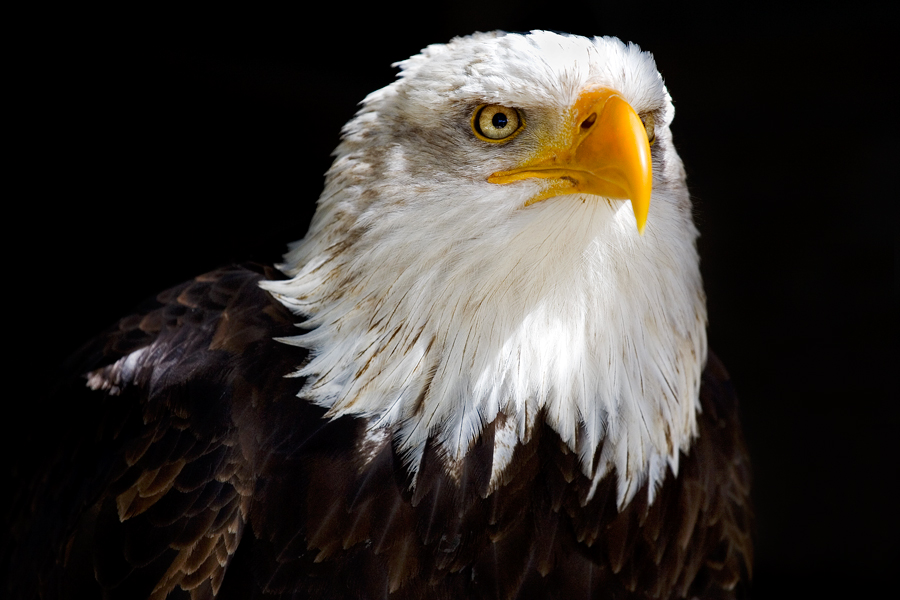 Weißkopfseeadler