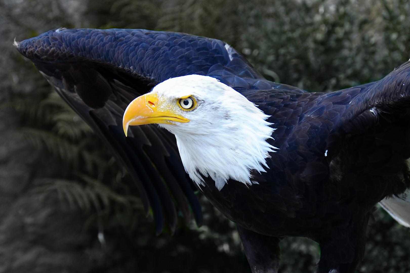 Weißkopfseeadler