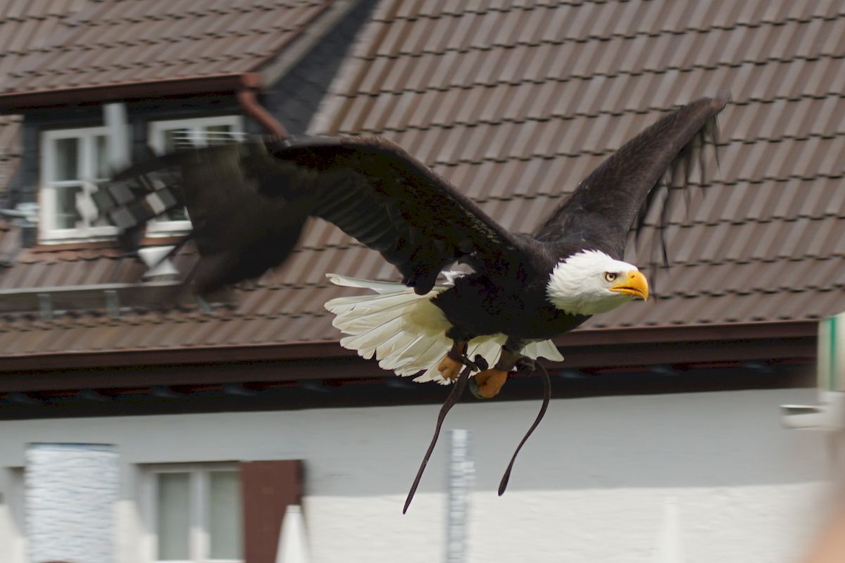 Weißkopfseeadler