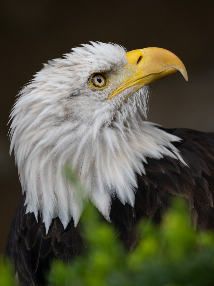 Weißkopfseeadler