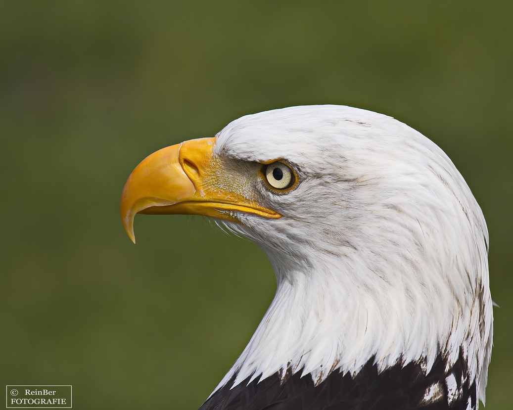 Weisskopfseeadler