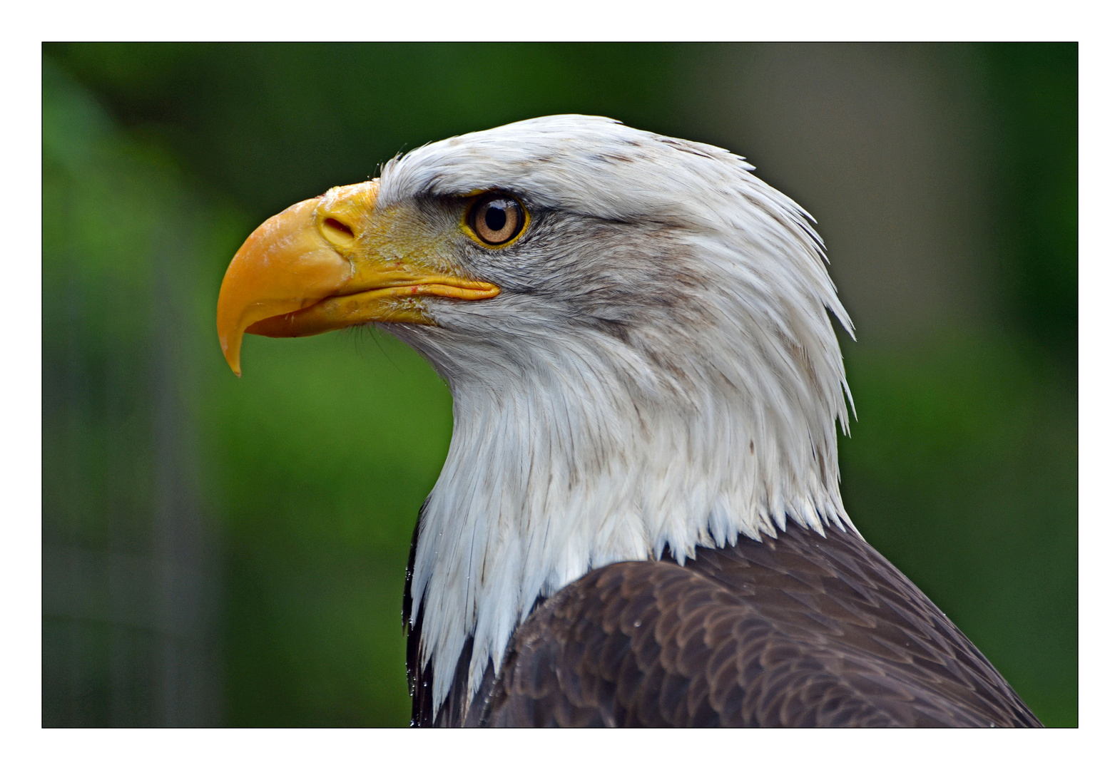 Weißkopfseeadler