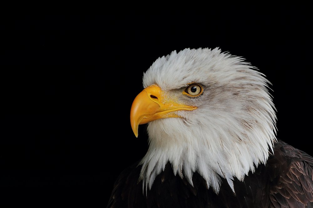 Weißkopfseeadler !