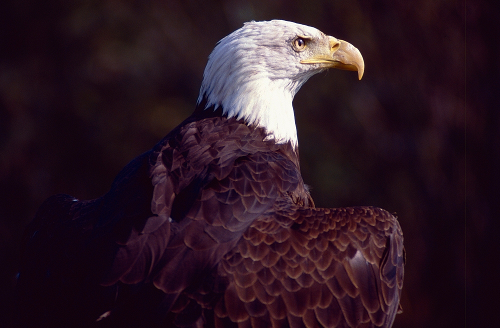 Weisskopfseeadler