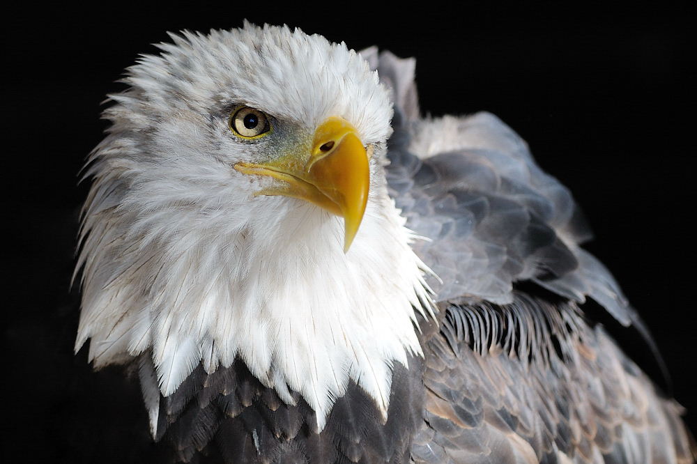 Weisskopfseeadler