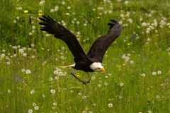 Weißkopfseeadler