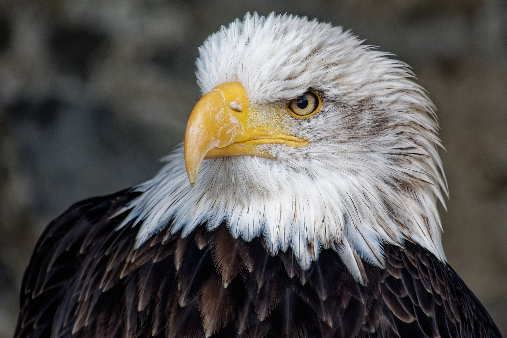 Weißkopfseeadler 