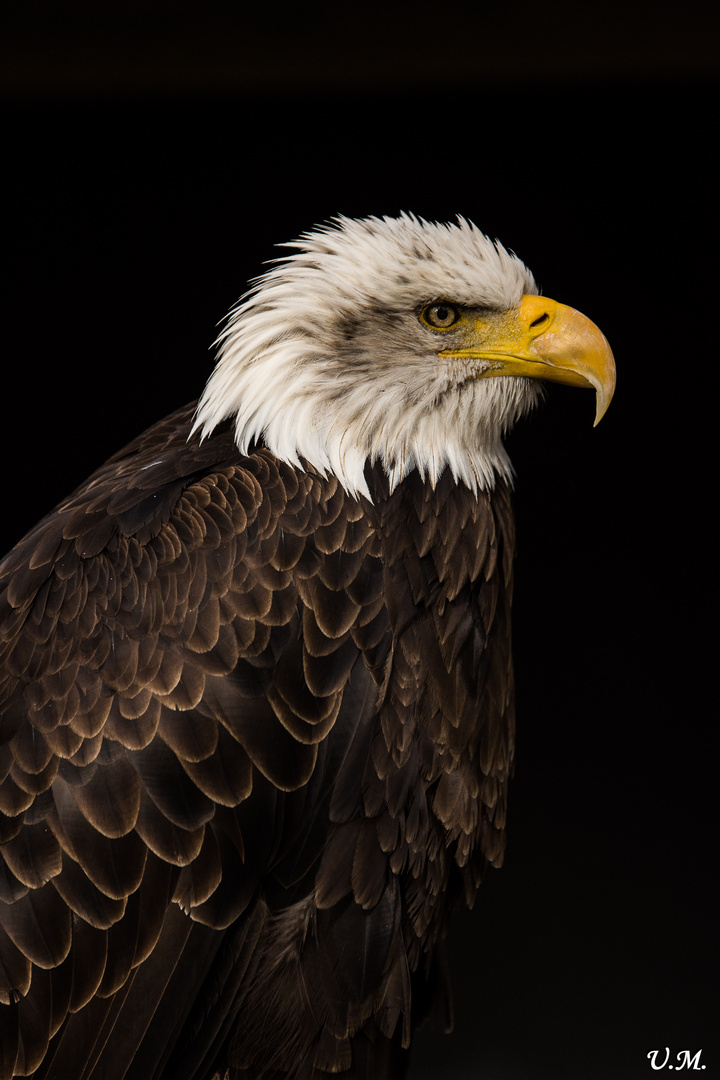 Weißkopfseeadler