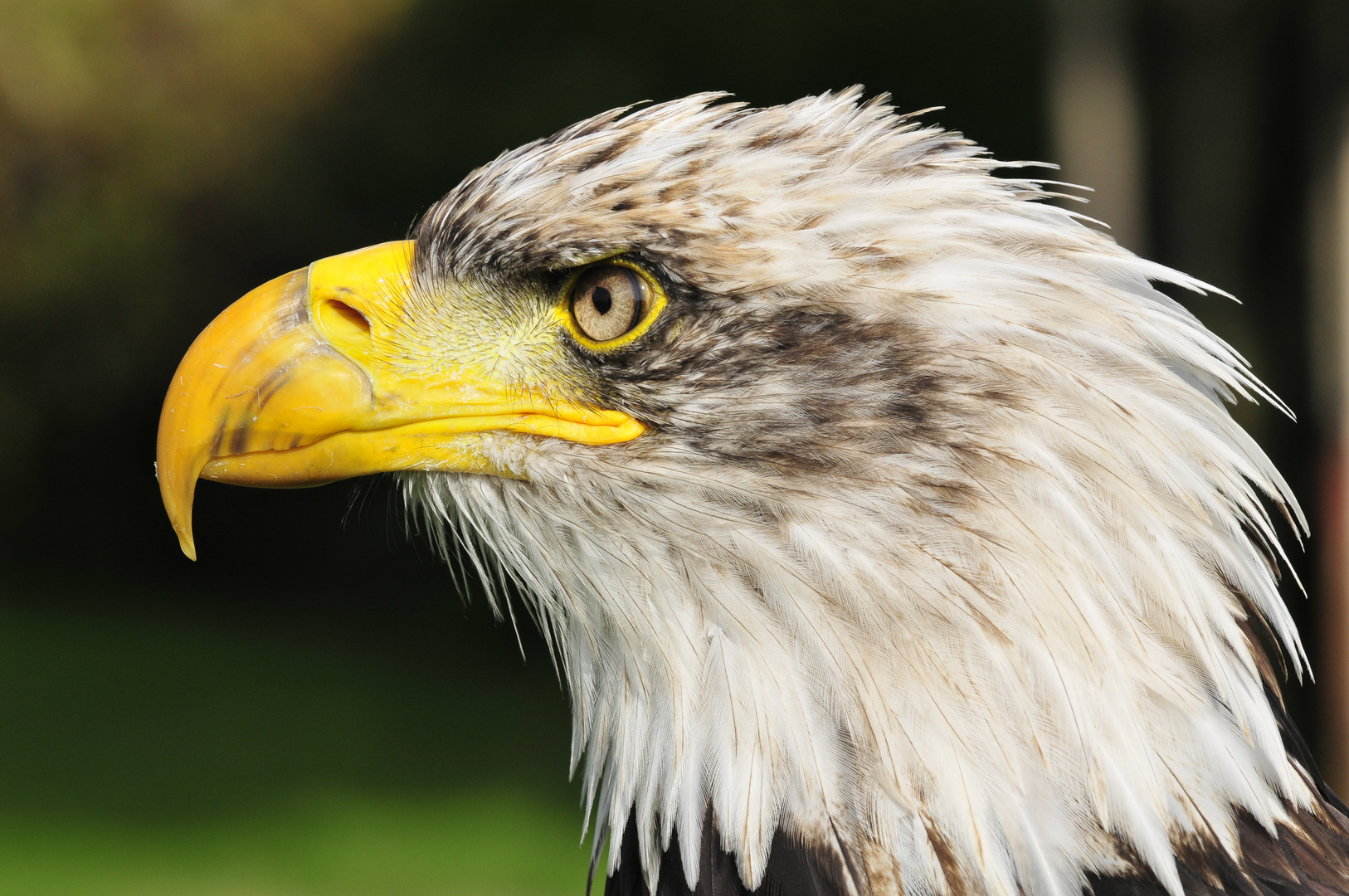 Weisskopfseeadler