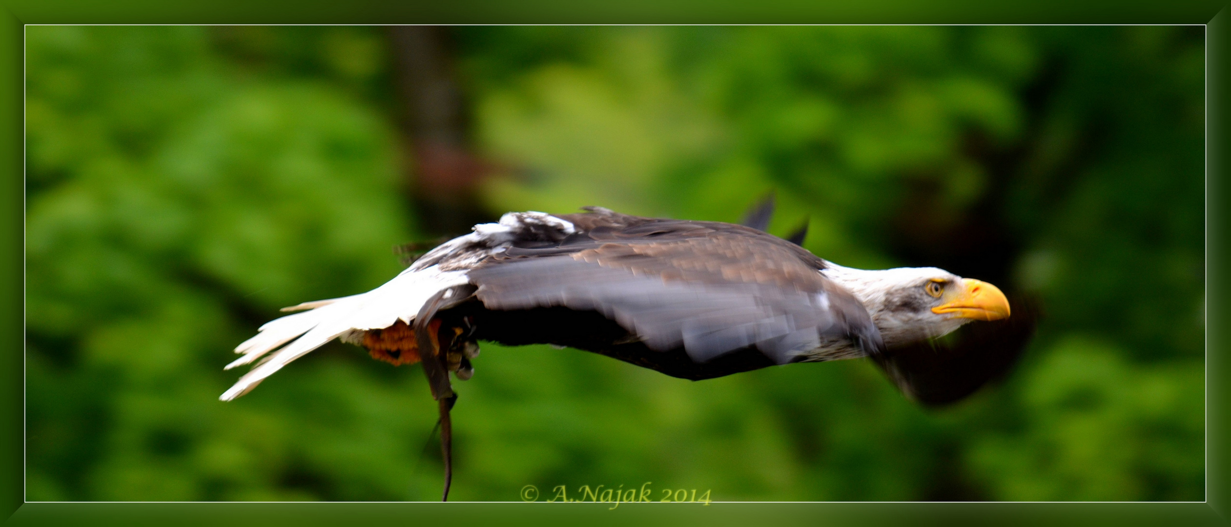 Weißkopfseeadler