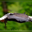 Weißkopfseeadler