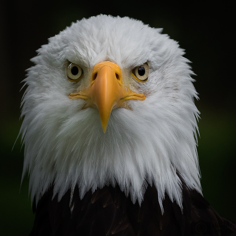 Weißkopfseeadler