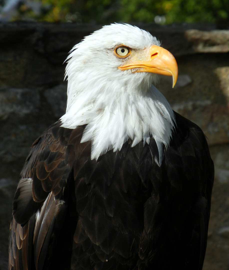 weisskopfseeadler