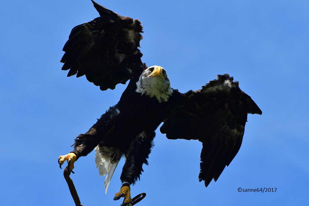 Weißkopfseeadler