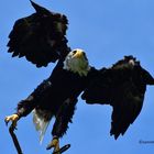 Weißkopfseeadler