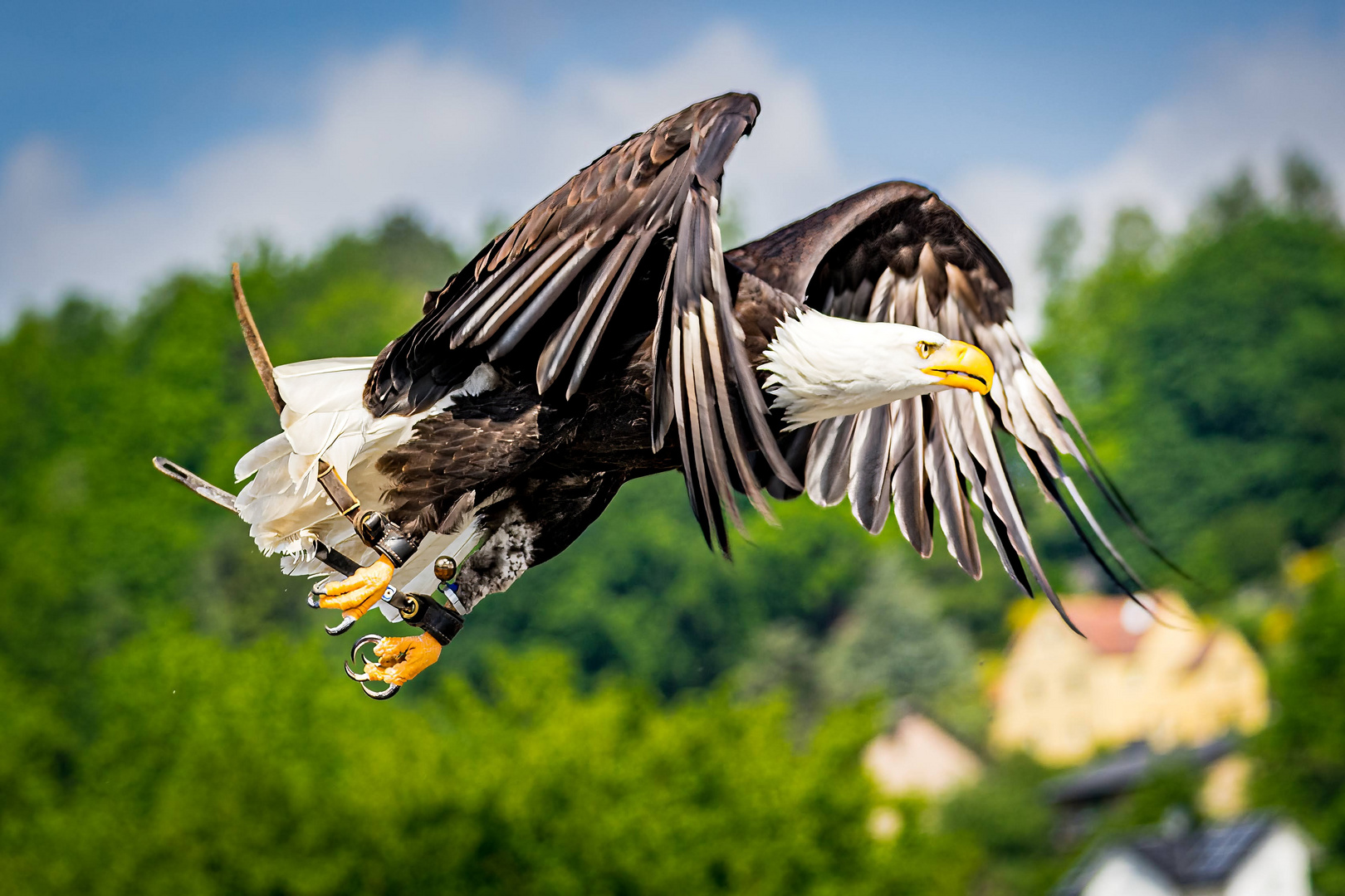 Weisskopfseeadler