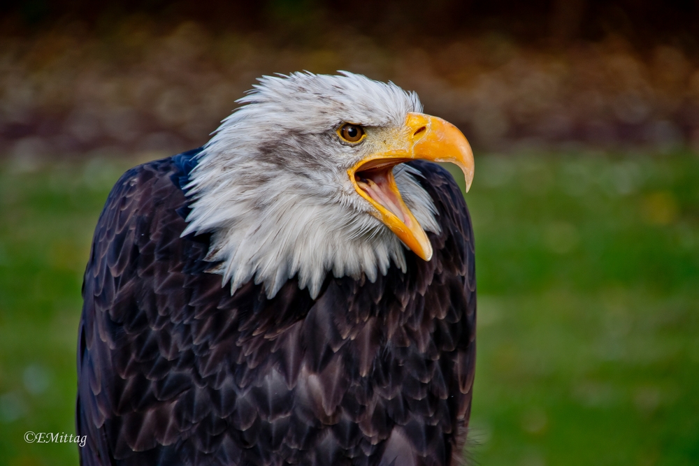 Weißkopfseeadler