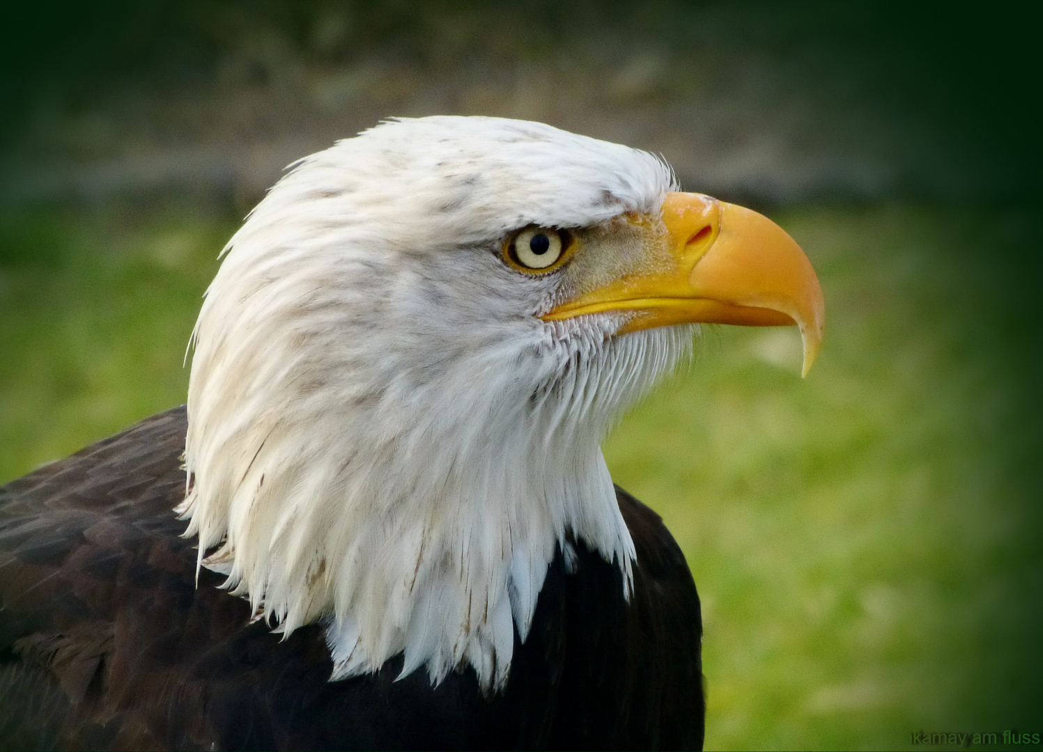 Weißkopfseeadler