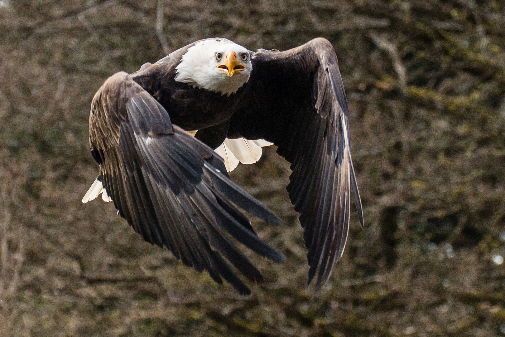 Weisskopfseeadler