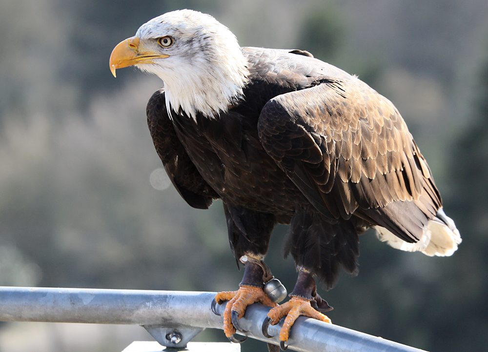 Weißkopfseeadler 4