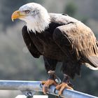 Weißkopfseeadler 4