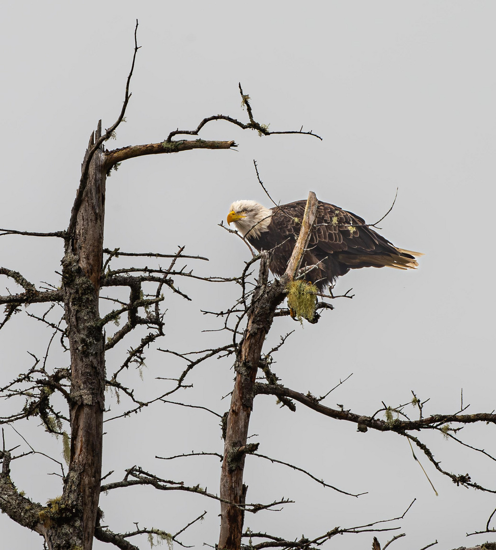 Weißkopfseeadler. 4                      DSC_7230