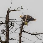 Weißkopfseeadler. 4                      DSC_7230