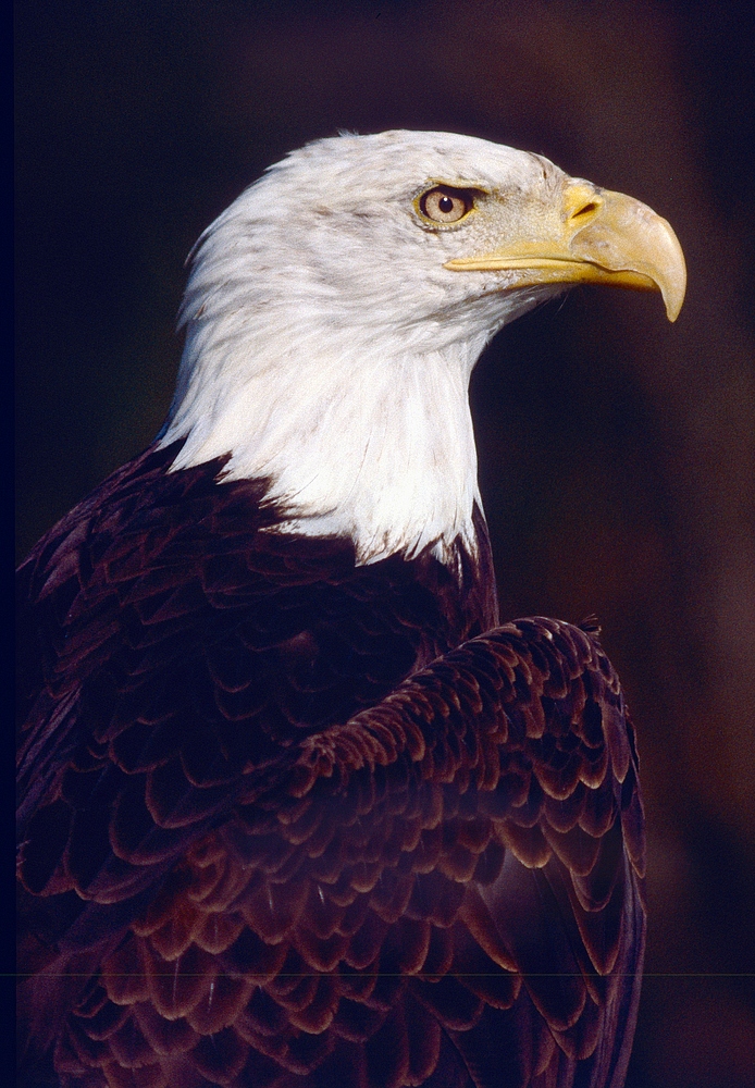 Weisskopfseeadler (4)