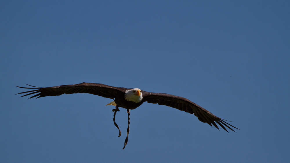 Weißkopfseeadler