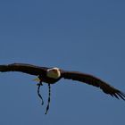 Weißkopfseeadler