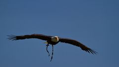 Weißkopfseeadler