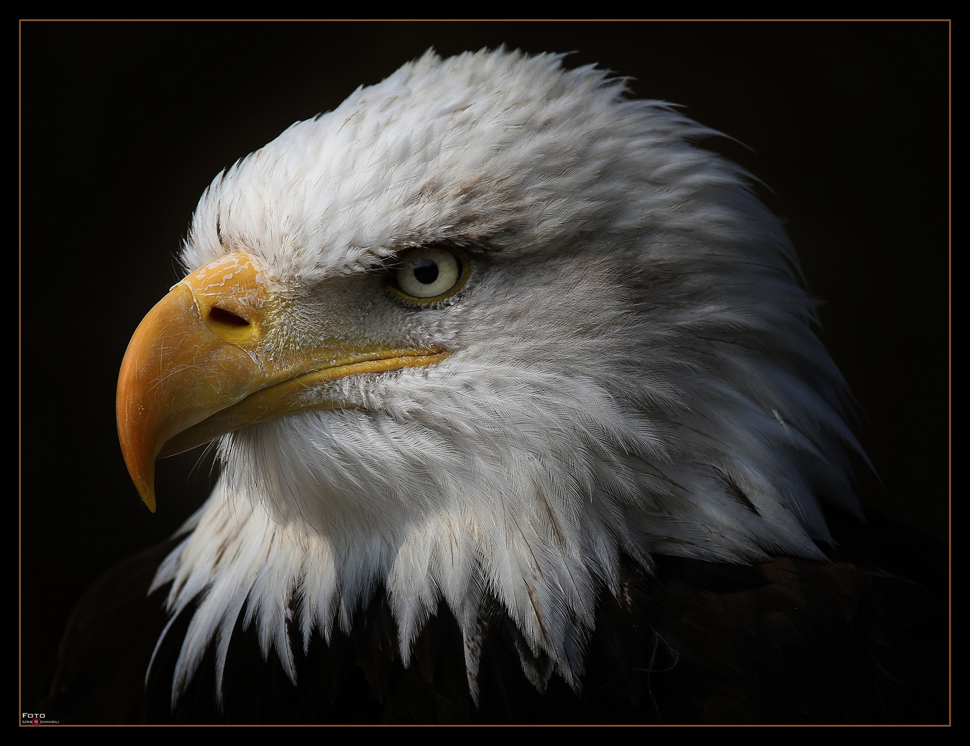 * Weißkopfseeadler * Foto & Bild tiere, zoo, wildpark & falknerei, vögel Bilder auf * Weißkopfseeadler * Foto & Bild tiere, zoo, wildpark & falknerei, vögel Bilder auf