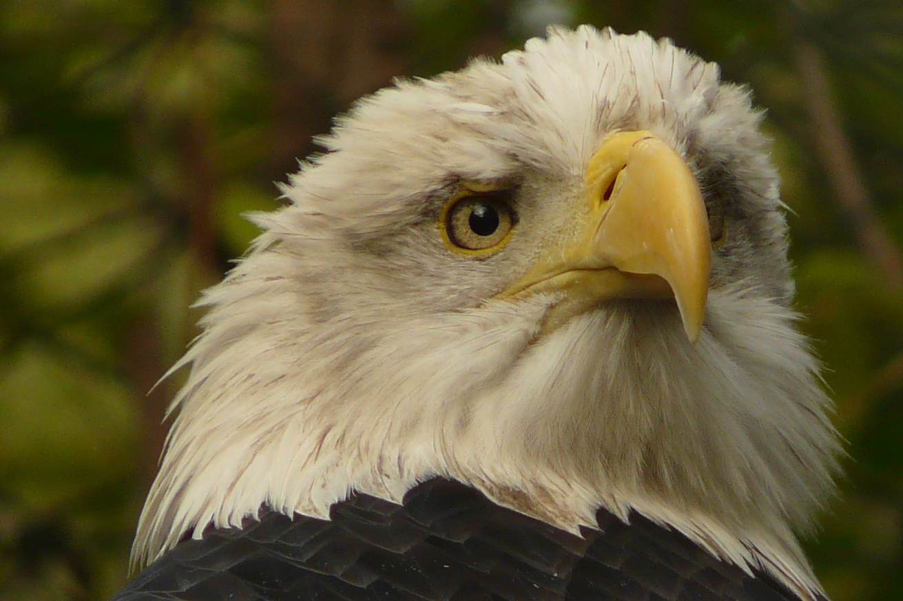 Weißkopfseeadler