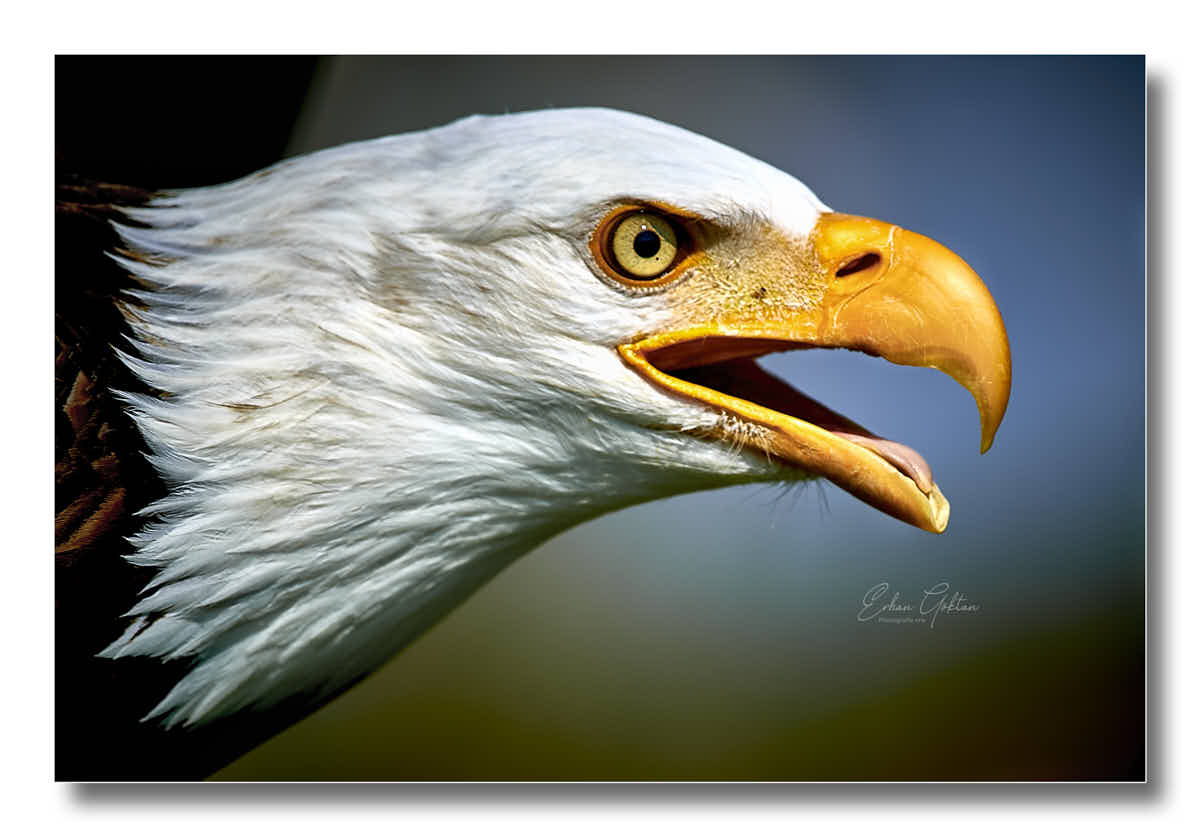 Weißkopfseeadler