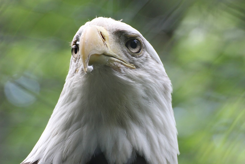 Weißkopfseeadler