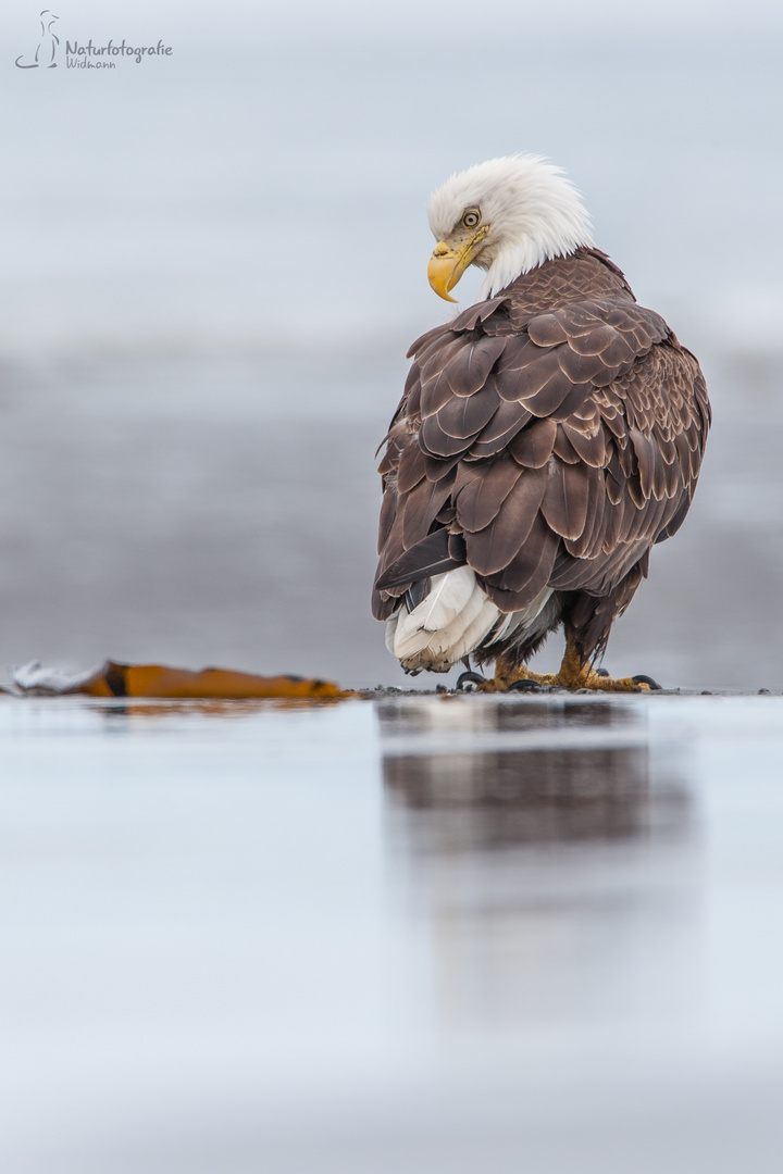 Weißkopfseeadler