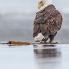 Weißkopfseeadler