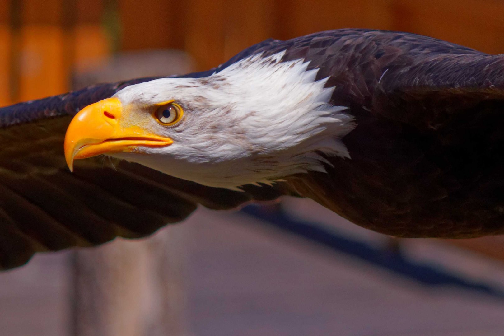 Weisskopfseeadler