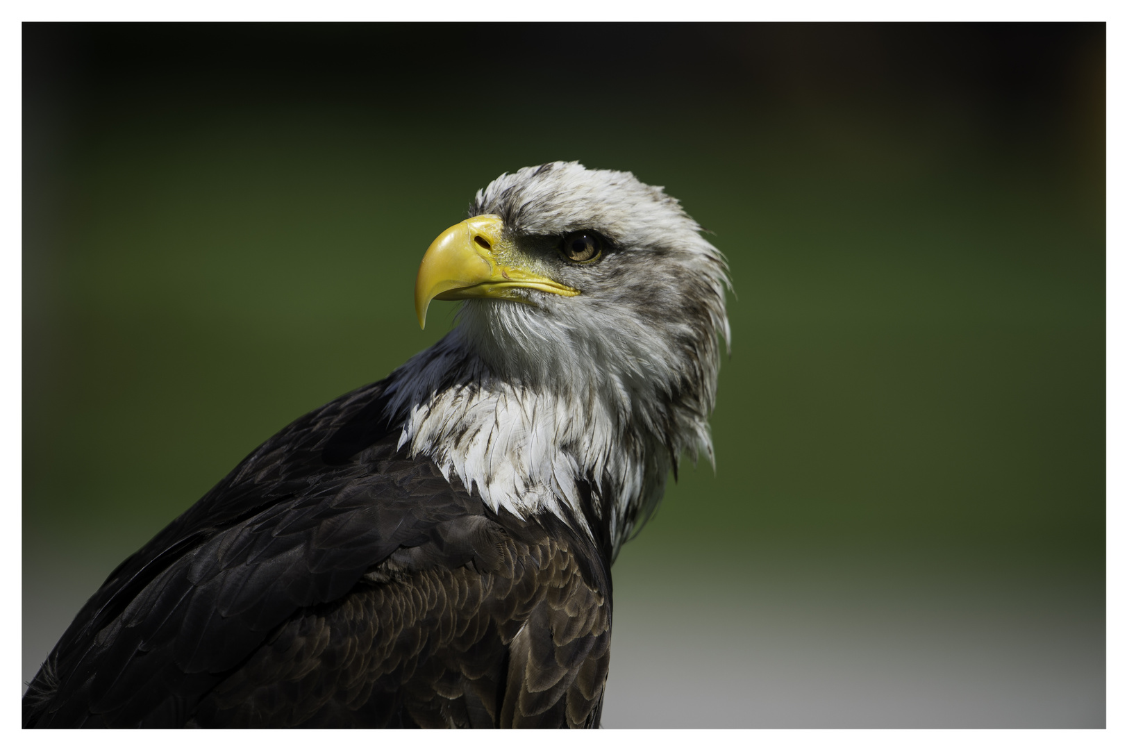 Weißkopfseeadler