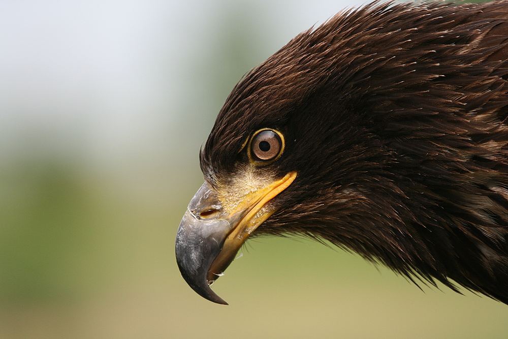 Weisskopfseeadler