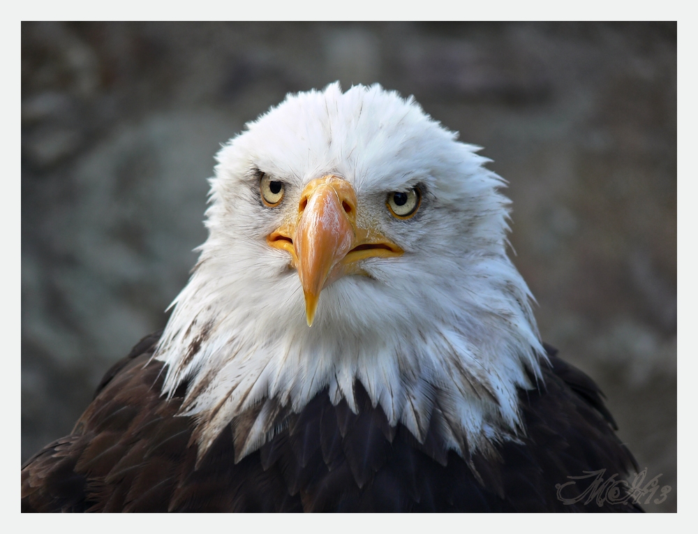 Weißkopfseeadler