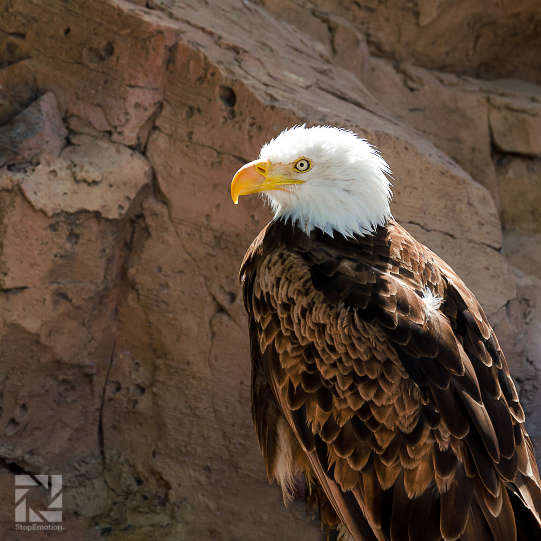 Weißkopfseeadler